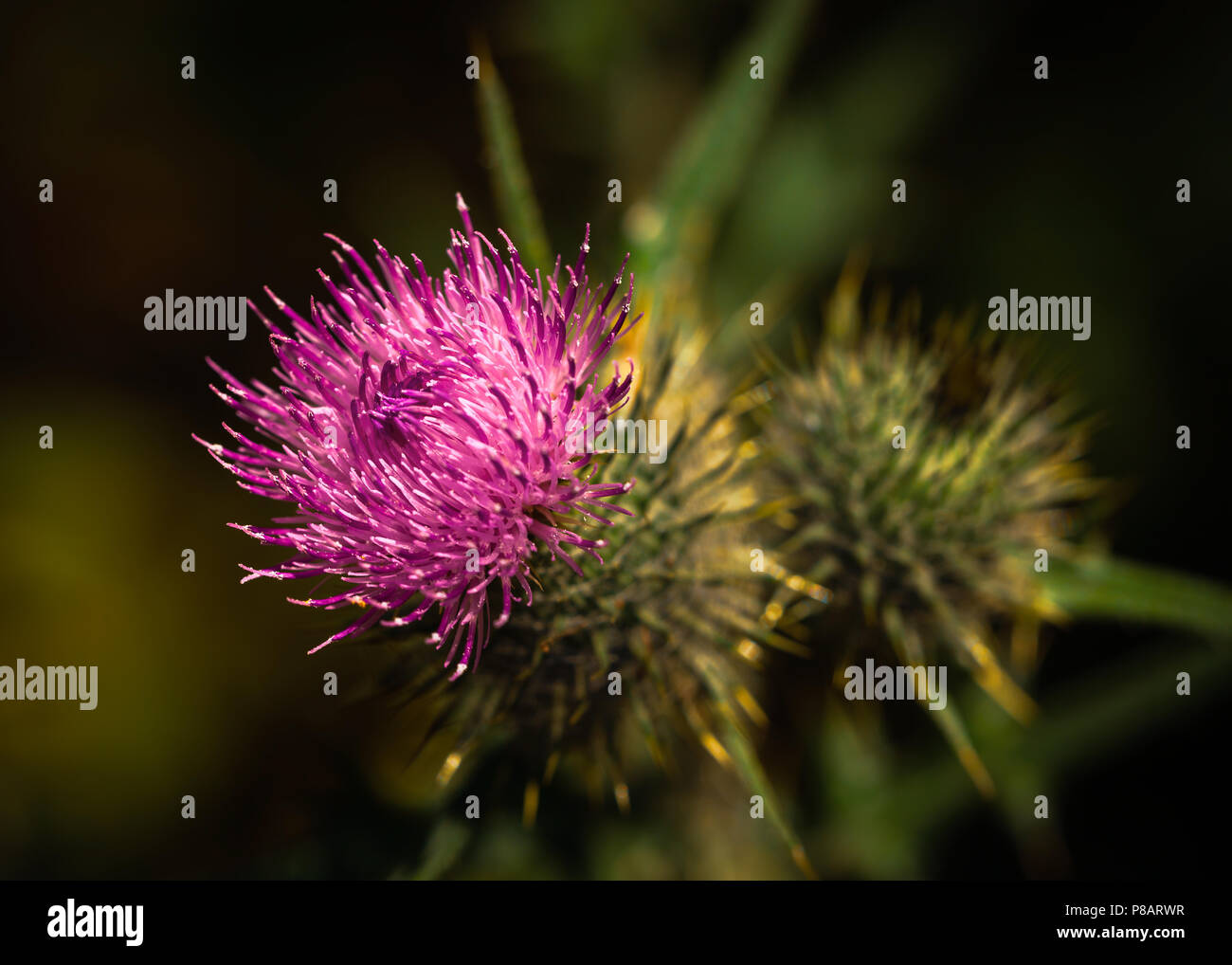 Estate Spear Thistle in fiore Cirsium vulgare Foto Stock