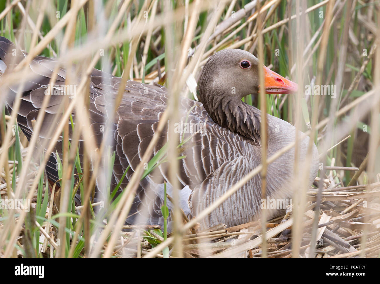 Oca Graylag seduto su un nido - Nascosto nelle canne Foto Stock