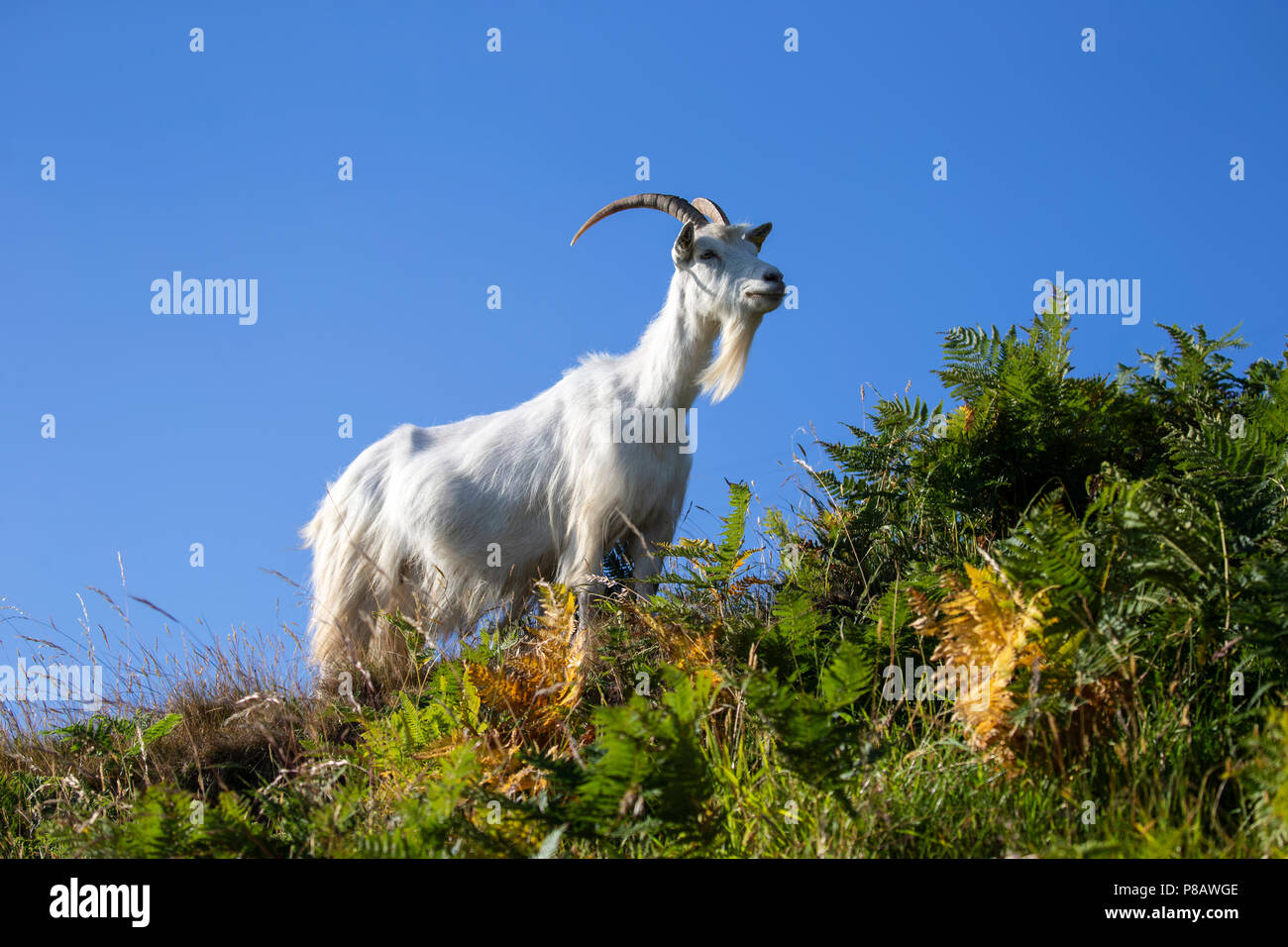 Guardando verso l'alto a un adulto di capra del Kashmir Capra Markhor sul lato del Grat Orme promontorio a Llandudno, il Galles del Nord Foto Stock