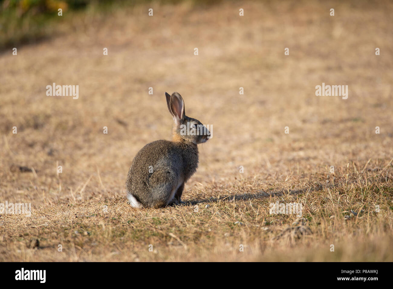 Wild UK Coniglio oryctolagus cuniculus con una coda bianca sulla riarsa estate altipiani del Great Orme promontorio a Llandudno, il Galles del Nord Foto Stock