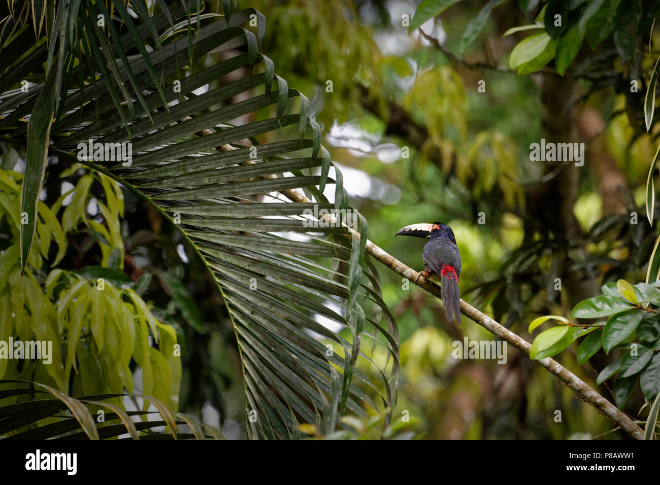 Un colorato toucan denominata "aracari collare" (Pteroglossus torquatus) si siede su un ramo in molto densa giungla verde dell'America centrale. Foto Stock