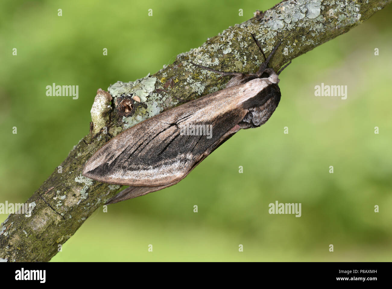 Ligustro Hawk-moth - Sphinx ligustri Foto Stock