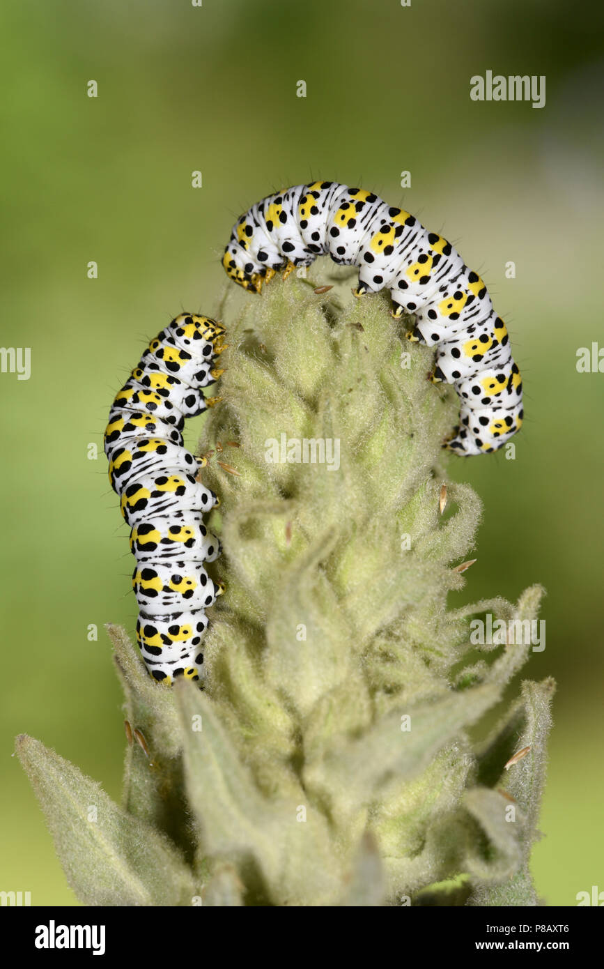 Mullein Moth - Shargacucullia verbasci Foto Stock