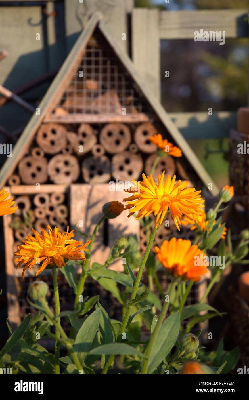 Hotel di insetto con foglie Cutter Bee nidi Foto Stock