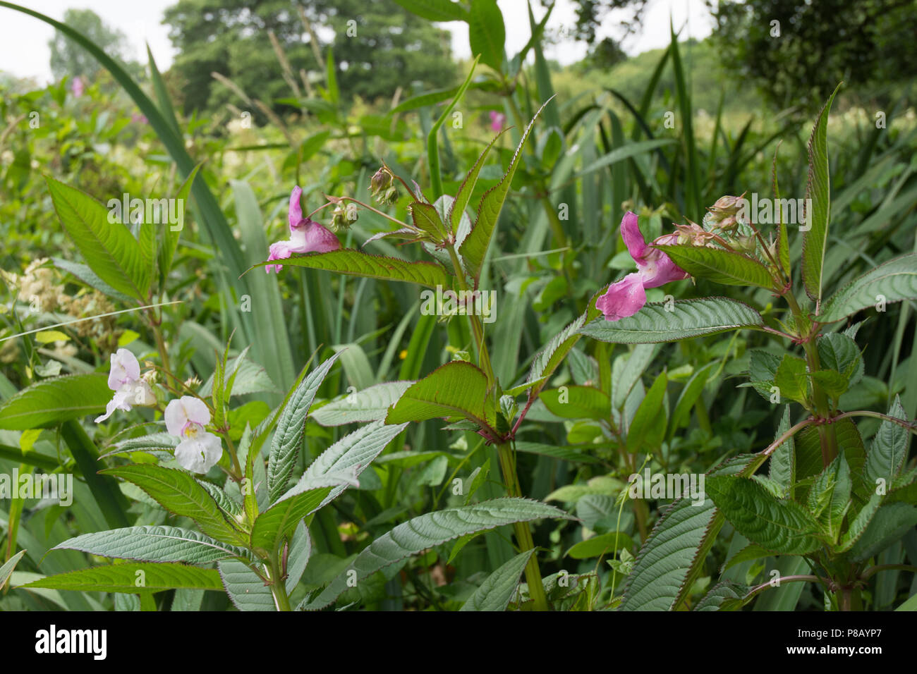L'Himalayan Balsom Impatiens glandulifera Impatiens glandulifera è una grande pianta annuale nativa per l'Himalaya. Foto Stock