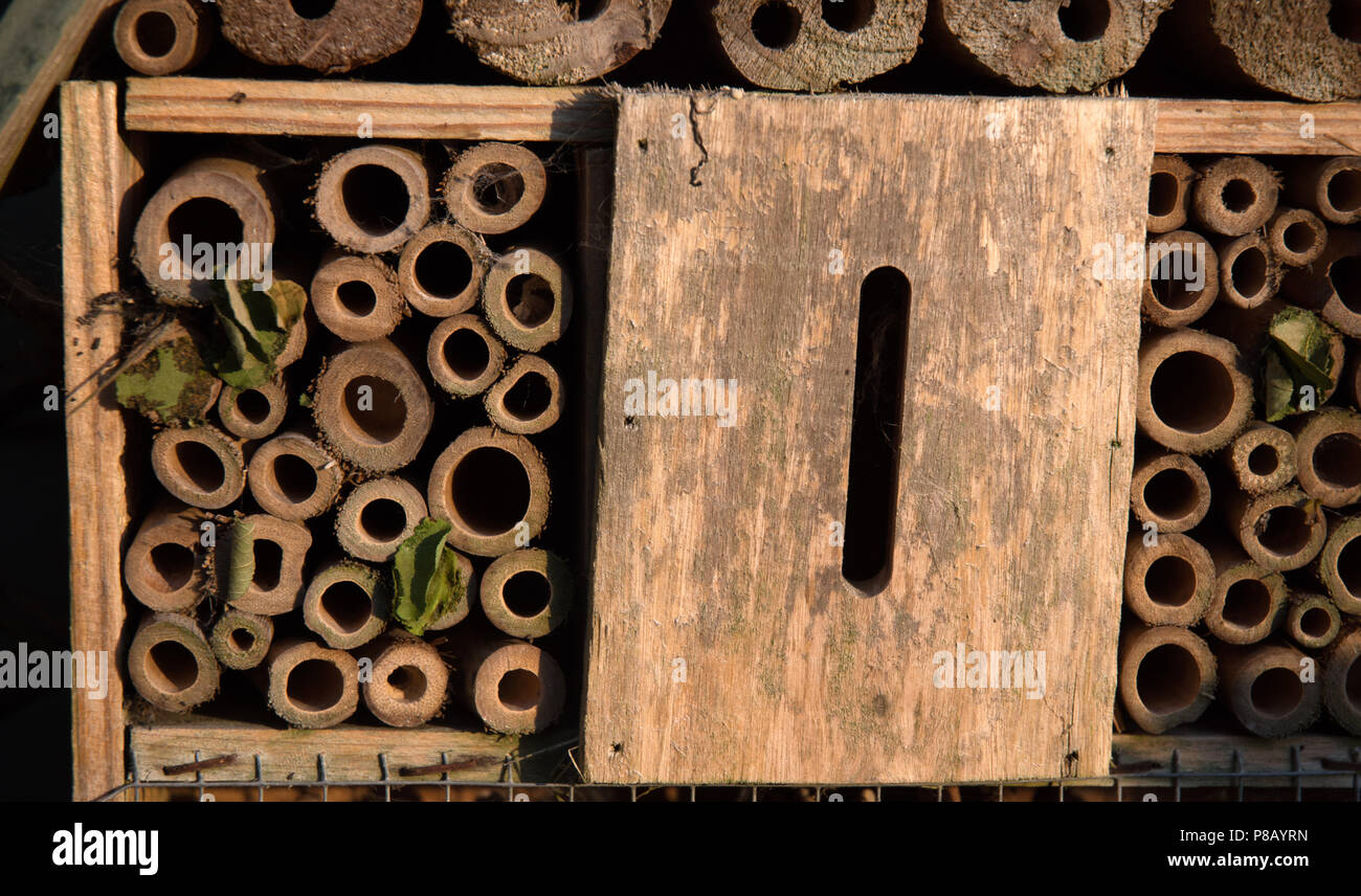 Hotel di insetto con foglie Cutter Bee nidi Foto Stock