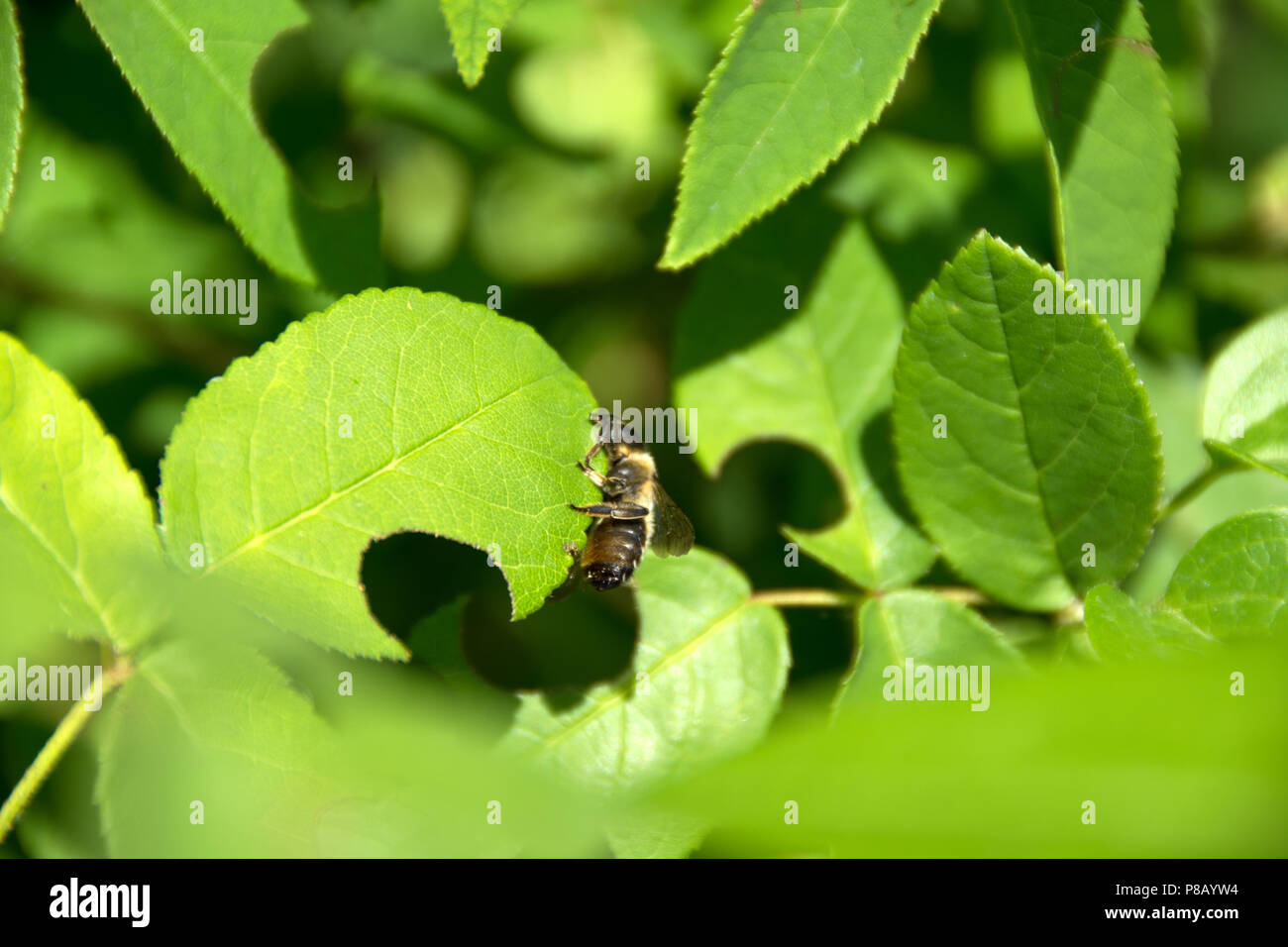 Foglie di Rose simmetrica con hols creato dalla fresa foglia api Foto Stock