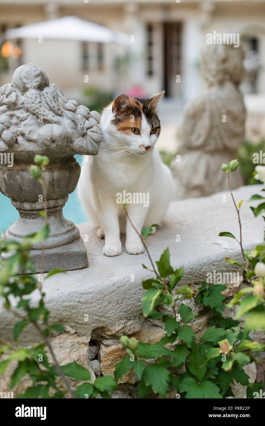 Gatto e ornamento del giardino, la piscina in Francia Foto Stock