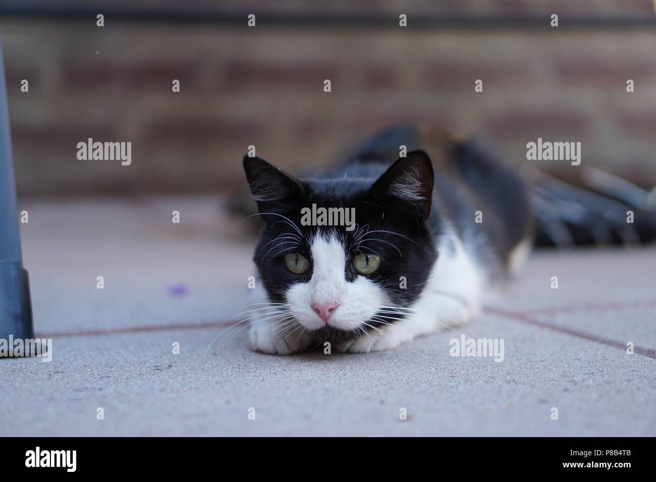 Black & White Cat in giardino Foto Stock