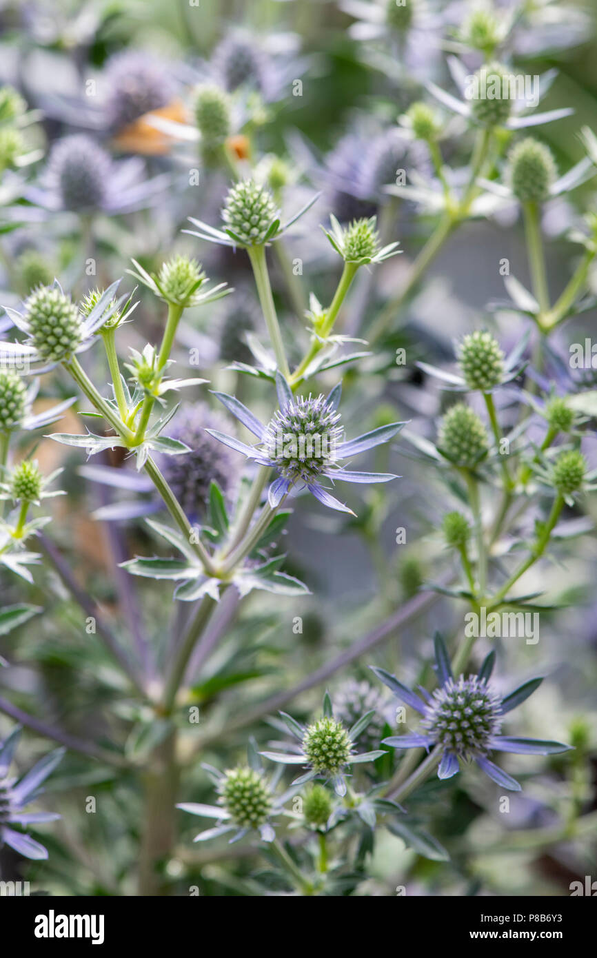 Eryngium planum 'Blue hobbit'. Mare Holly fiori Foto Stock