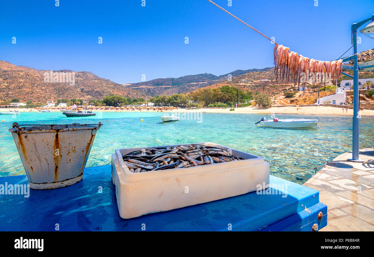 Greco tradizionale cibo di mare, polpo, essiccazione al sole, Milopotas, dell'isola di Ios, Cicladi Grecia Foto Stock