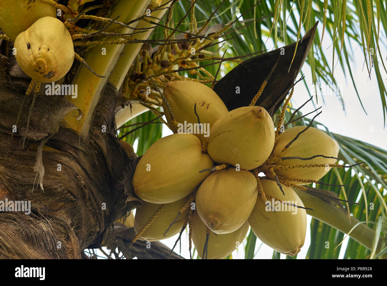 Primo piano della palma da cocco tree Foto Stock