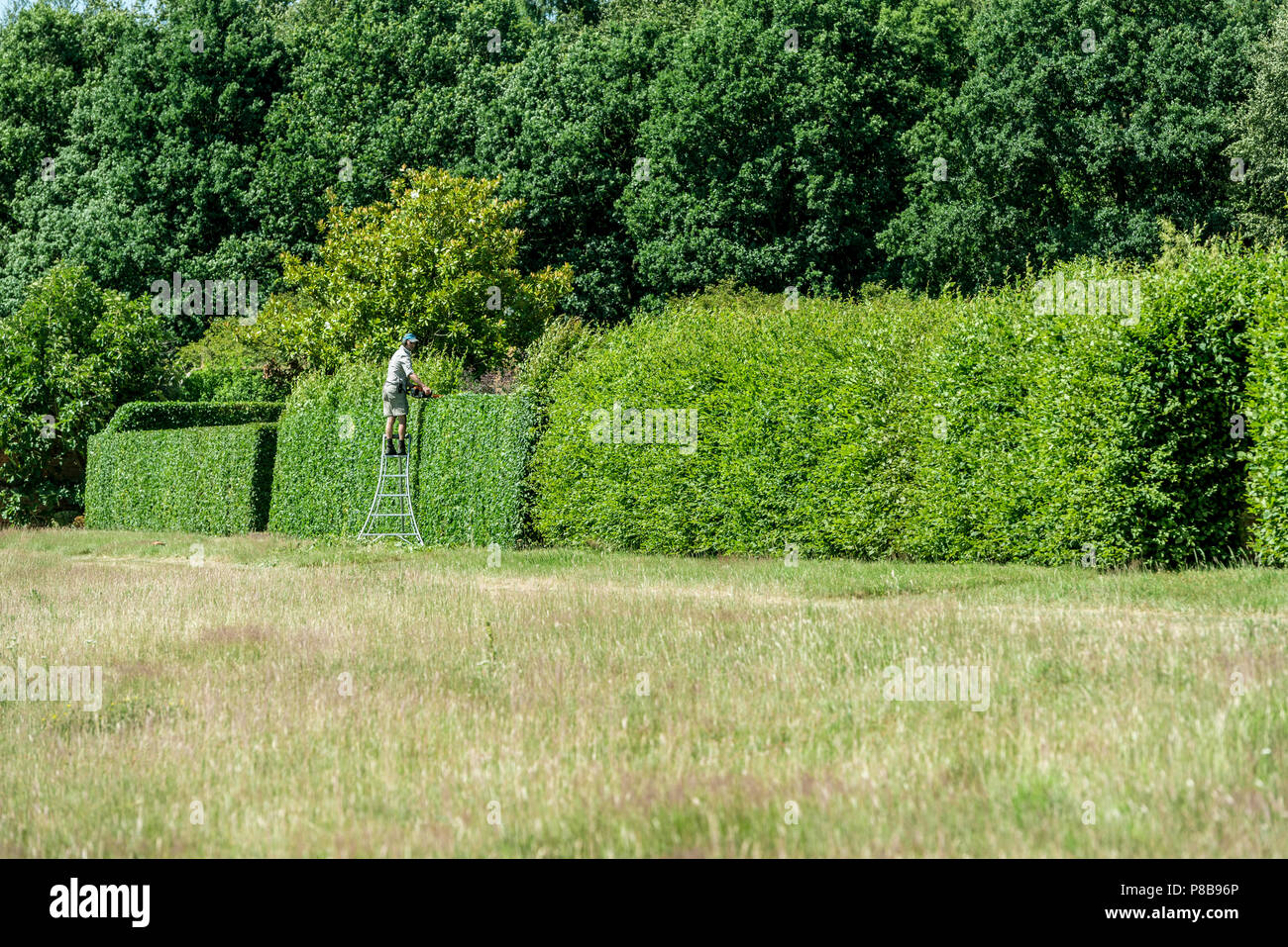 Marchi Hall giardini e Arboretum, taglio la lunga siepe che confina con il giardino murato. Powered hedg rifilatura. Foto Stock