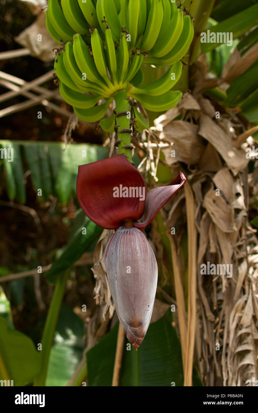 Banana (Musa acuminata) mostrante l'infiorescenza. Le piante di banana può essere usato per fare la birra, carta, vino, ed è una fonte di fibre, minerali e vitamine Foto Stock