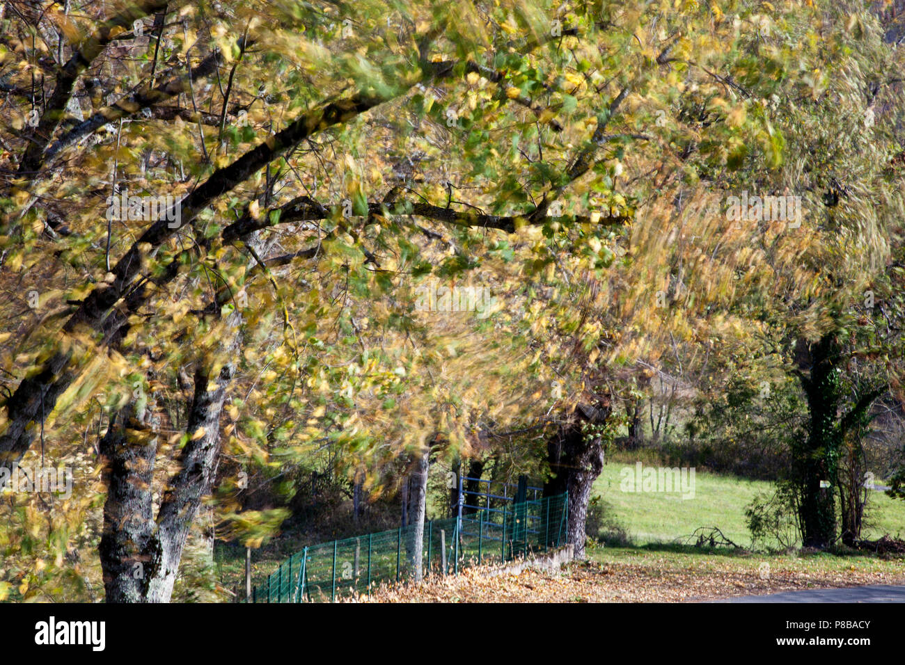 Vento autunnale attraverso gli alberi di San Marziale, Varen, Francia utilizzando una lenta velocità di otturazione per mostrare il movimento delle foglie sotto il sole Foto Stock
