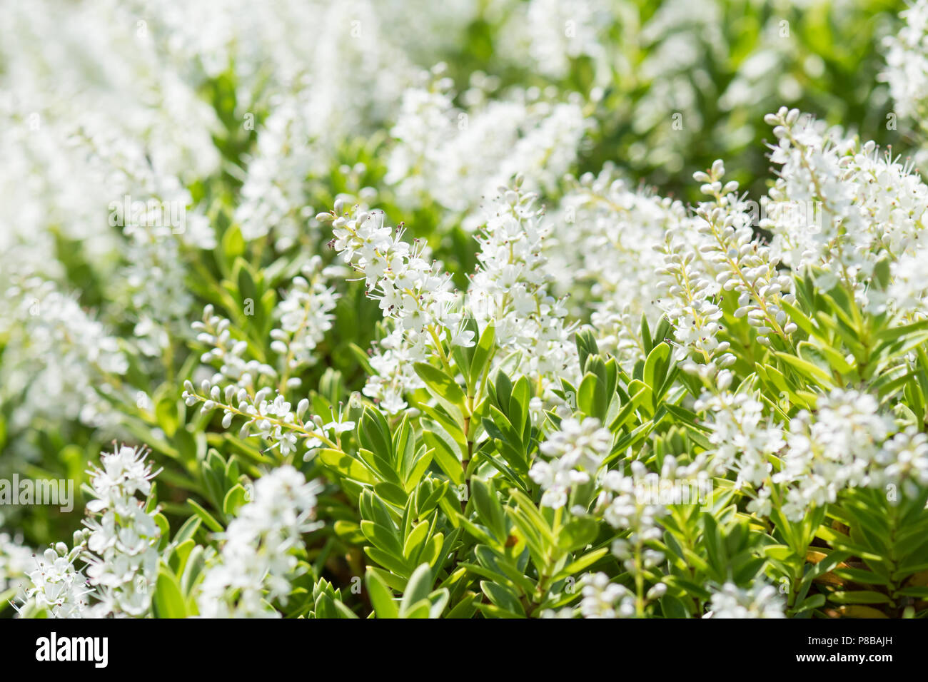 Hebe rakaiensis - bianco arbustiva veronica - in fiore Foto Stock