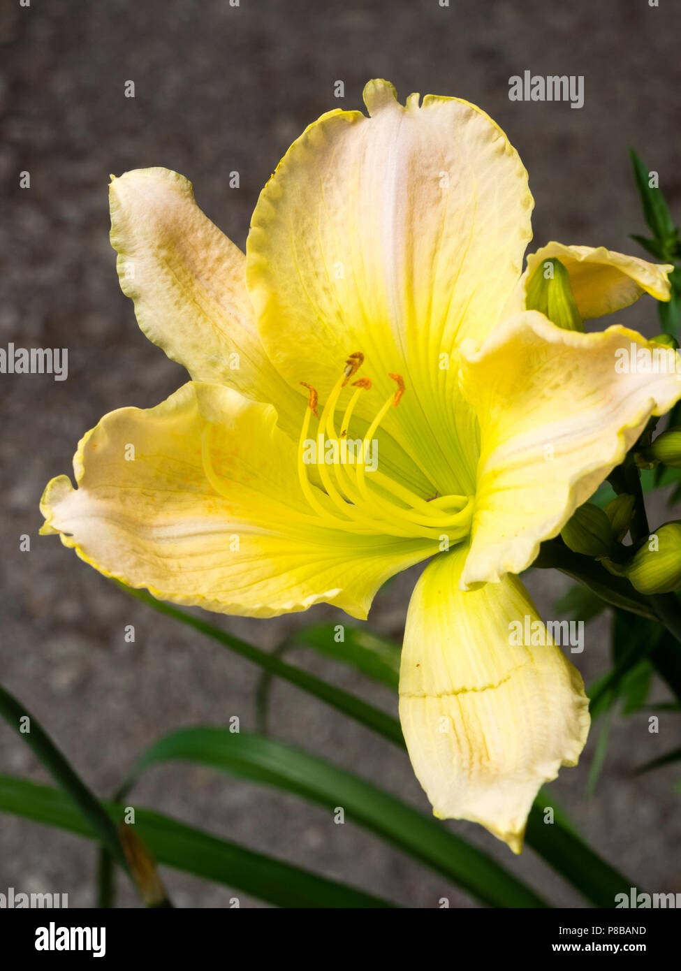 Grande festa di mezza estate fragranti fiori di giallo pallido tetraploide daylily, Hemerocallis 'Snowy apparizione' Foto Stock