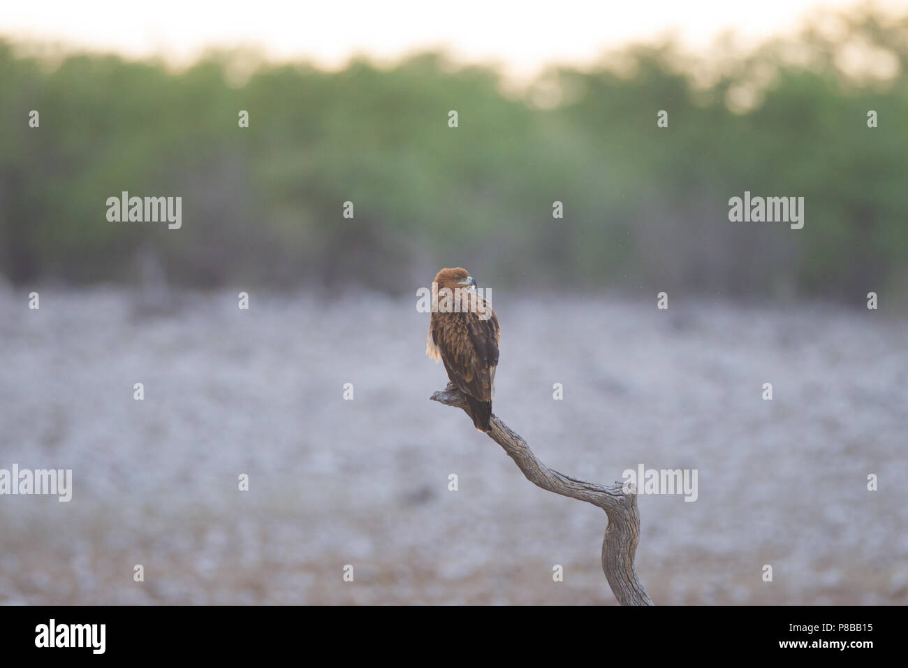 Bruno eagle ritratto Foto Stock