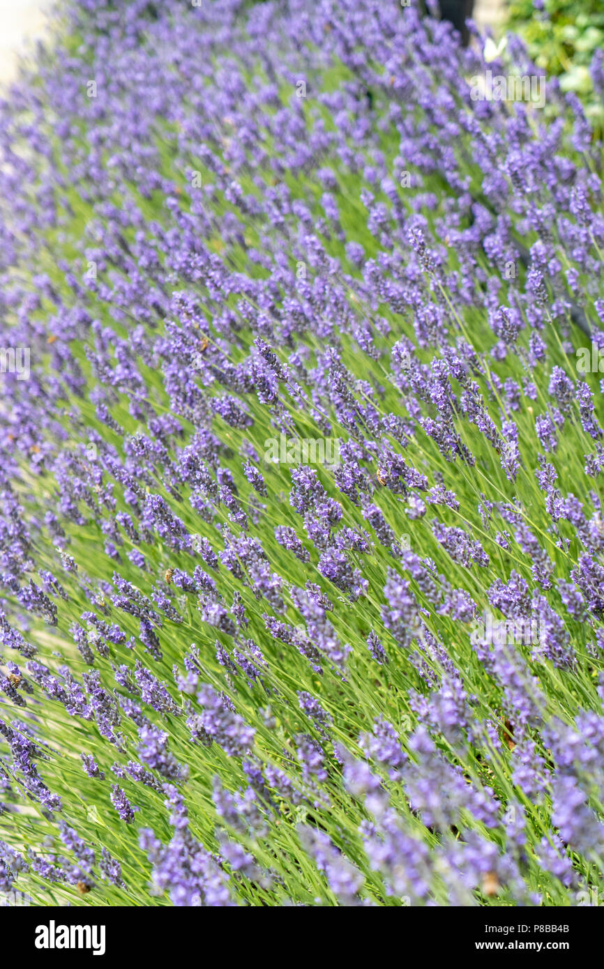 Lavanda Foto Stock