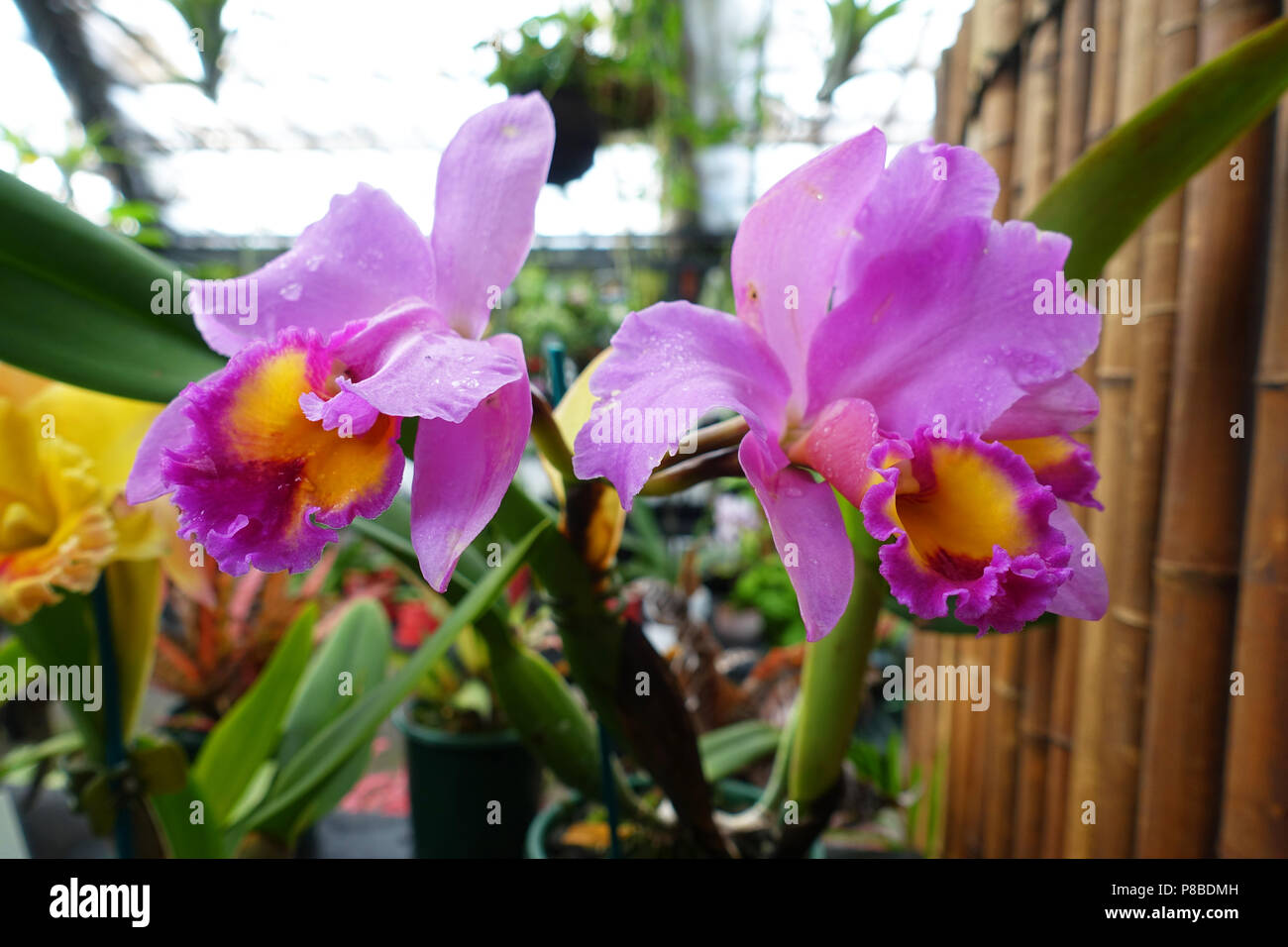 Cattleya, Laddawan o noto anche come Haadyaii delizia orchid Foto Stock