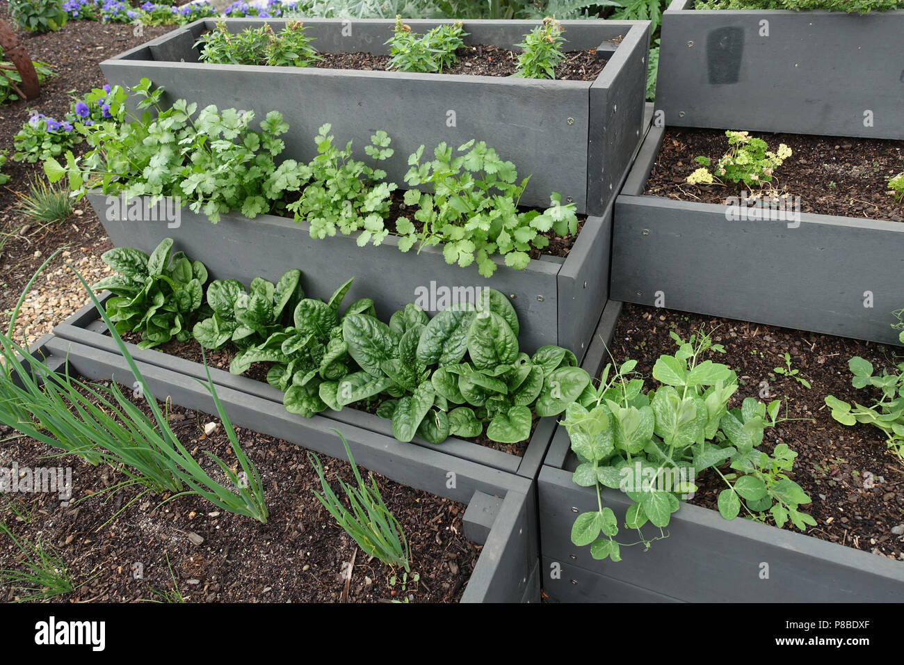 Verdure miste che cresce su una patch vegetale Foto Stock