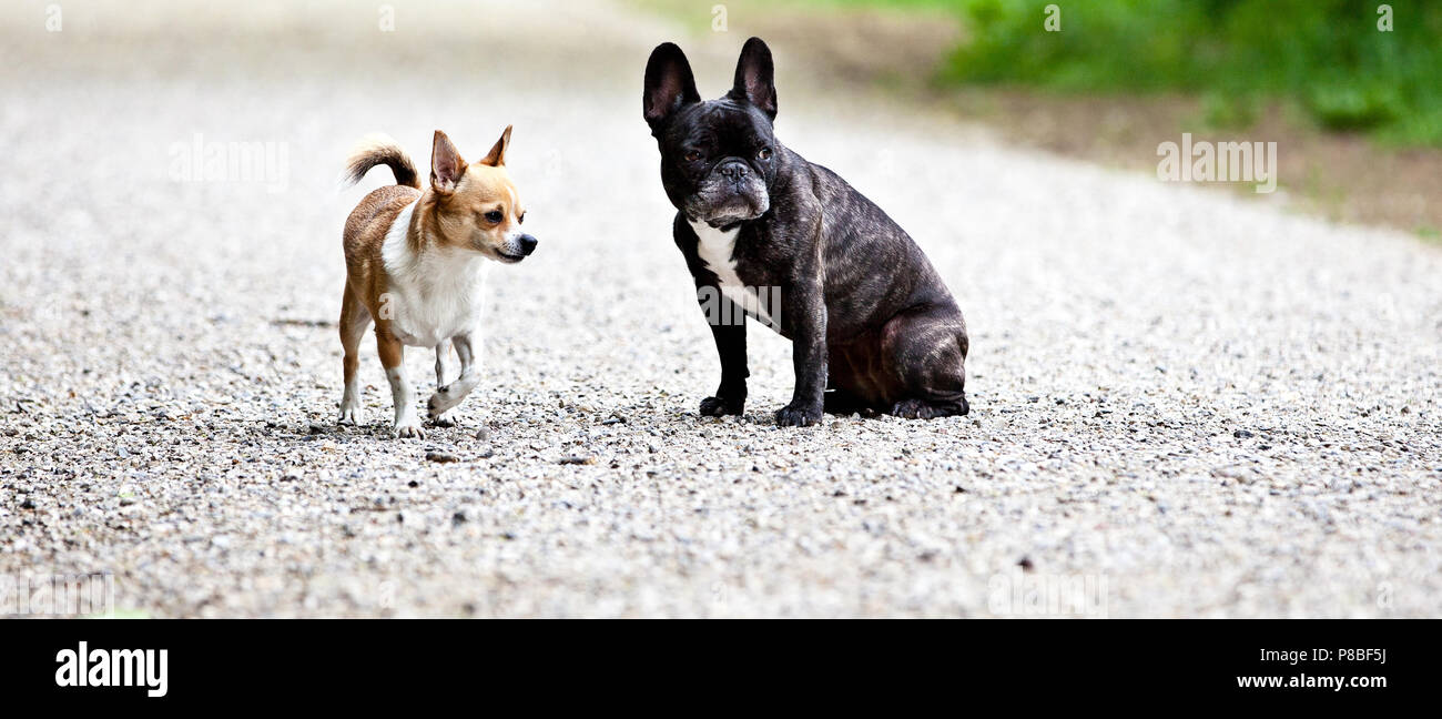 Bulldog francese e chihuahua con una bella posa per la fotocamera Foto Stock