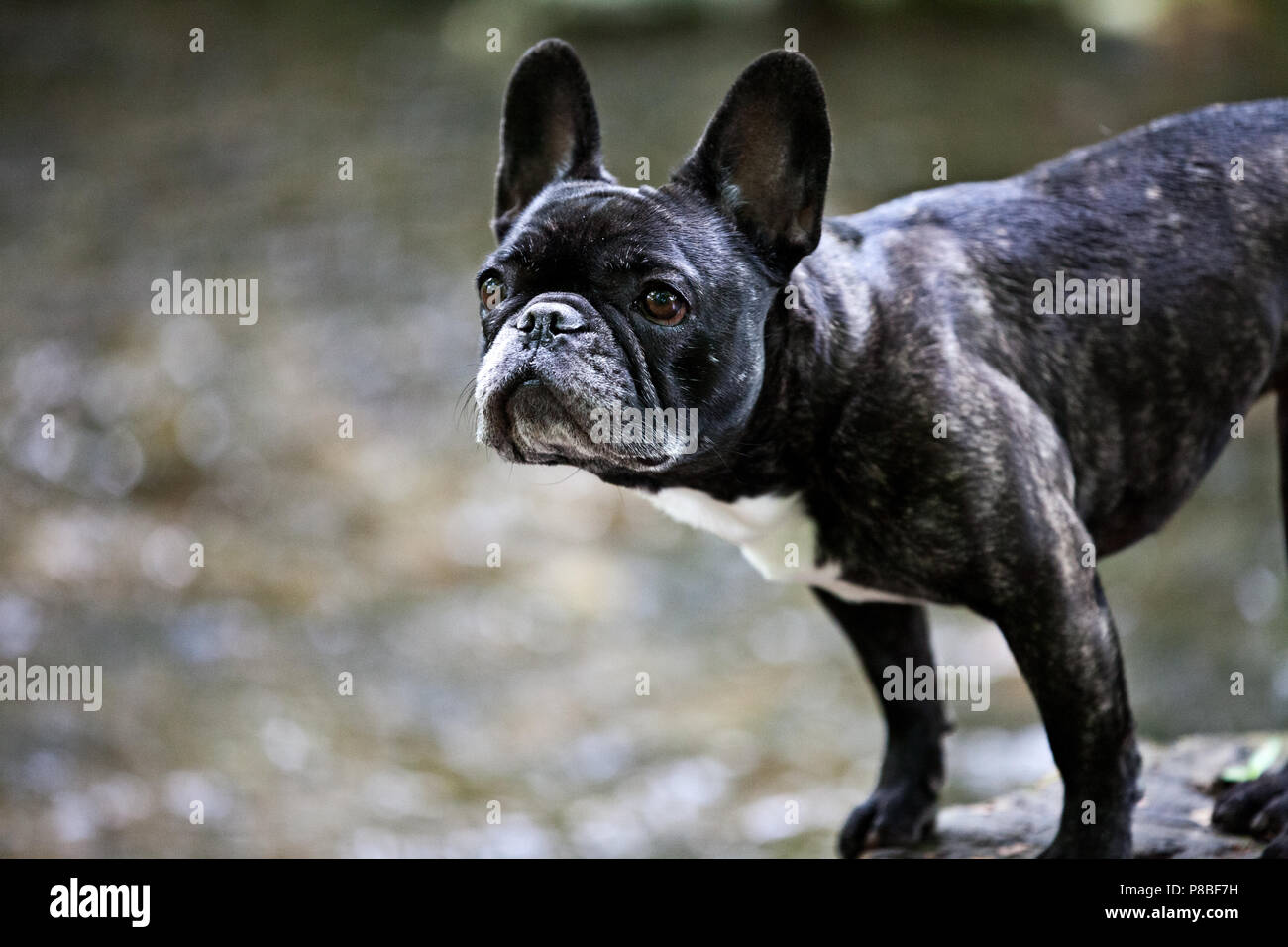 Bulldog francese con una bella posa per la fotocamera Foto Stock