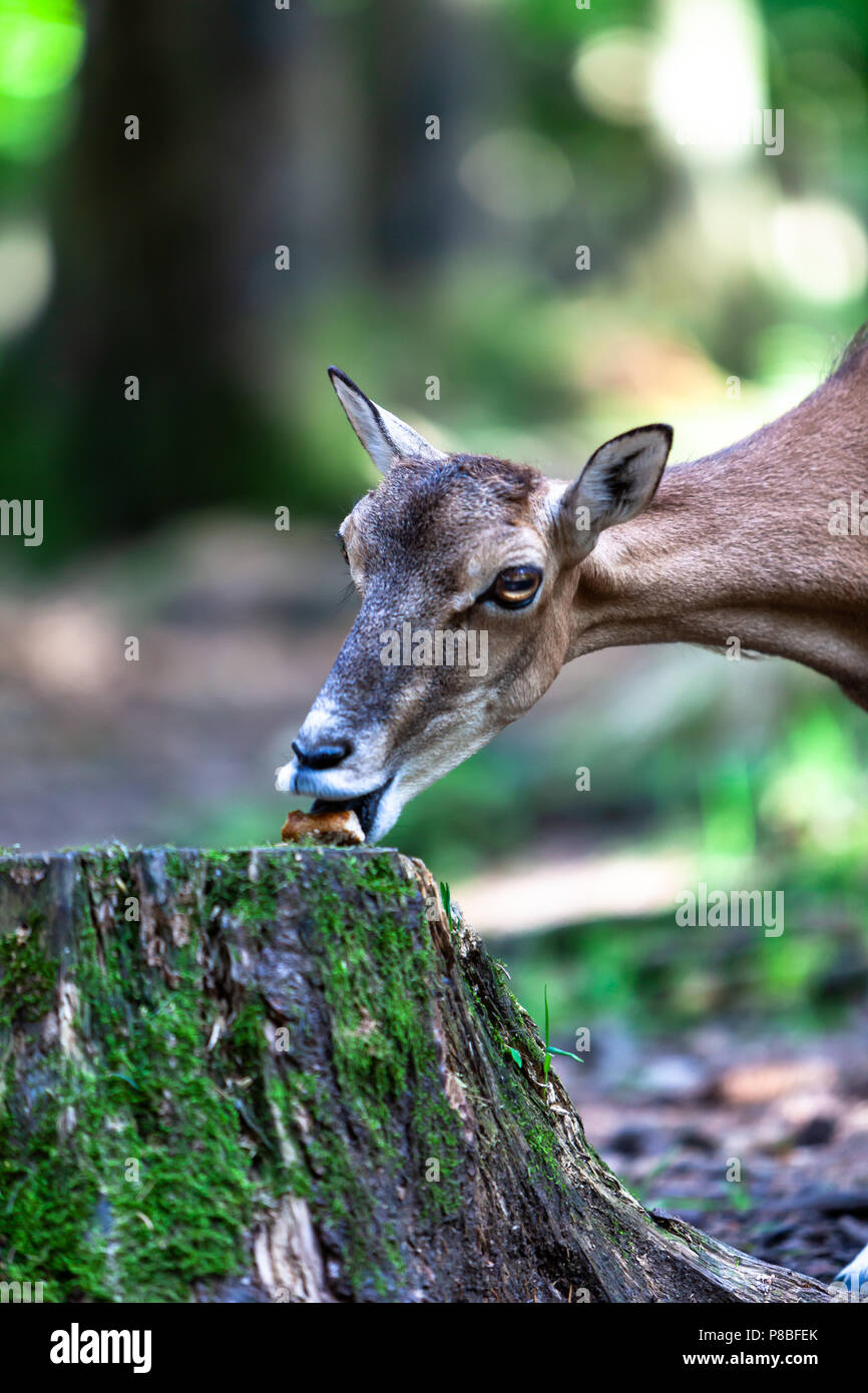 Pic di un cervo preso al bosco Foto Stock
