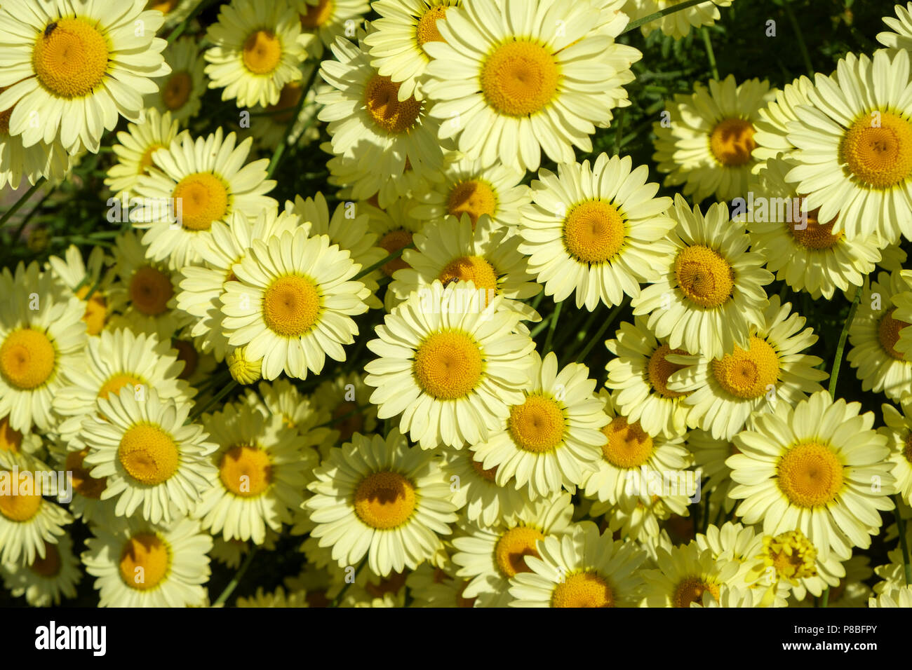 Full frame close up Margarite giallo fiori a margherita Foto Stock