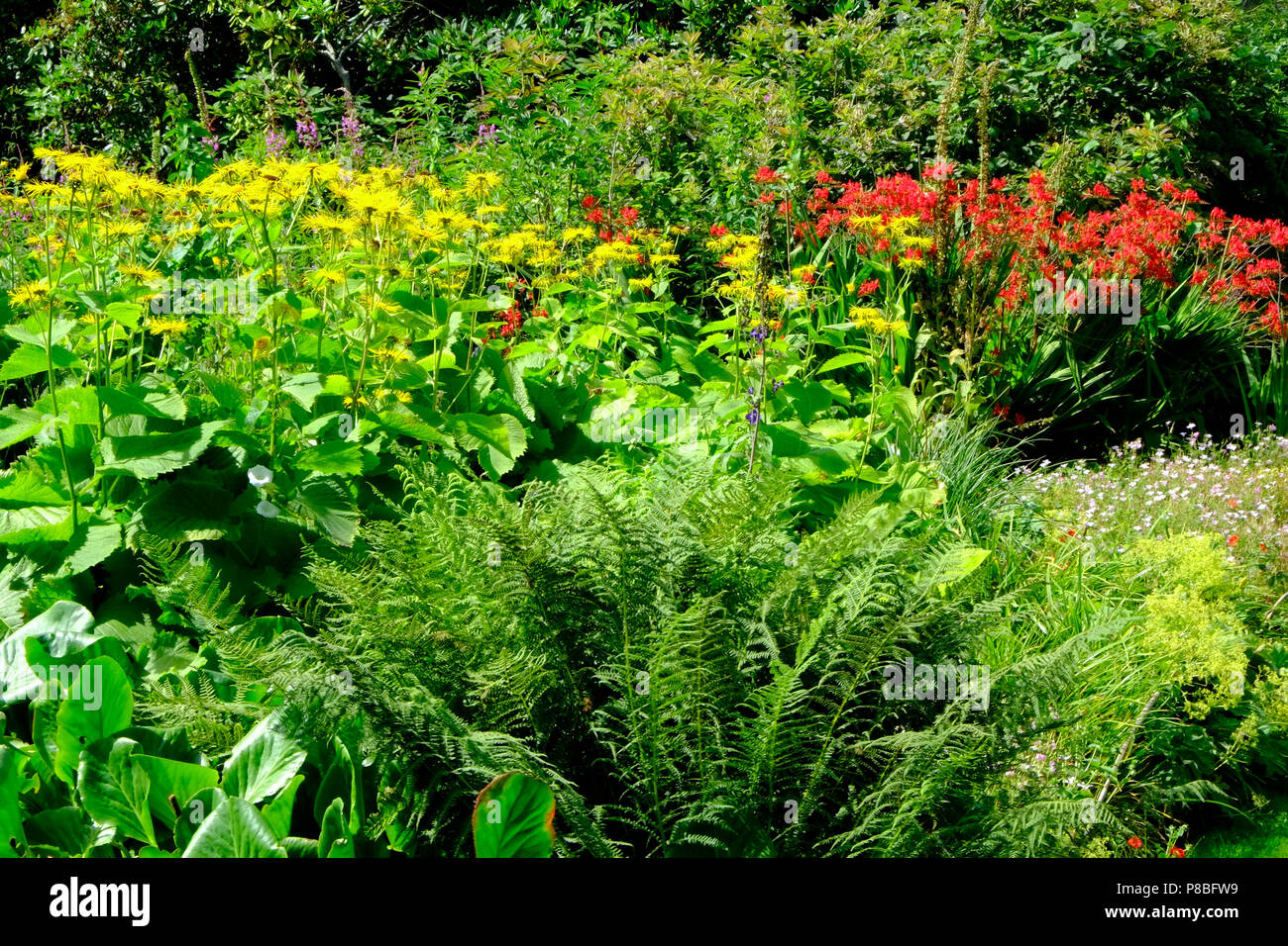 Giardini Inglesi - un bellissimo giardino estivo border aiuola display compresa montbretia arancione Foto Stock