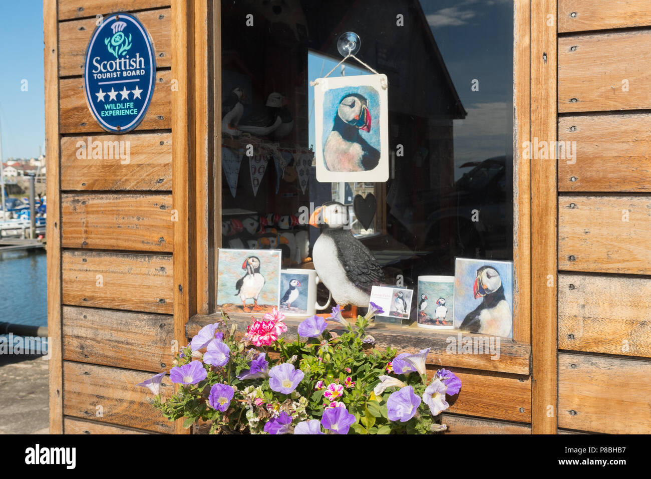 Anstruther turismo - i puffini nella finestra dell'ufficio prenotazioni per isola di maggio gite in barca, Anstruther, Fife, Scozia, Regno Unito Foto Stock
