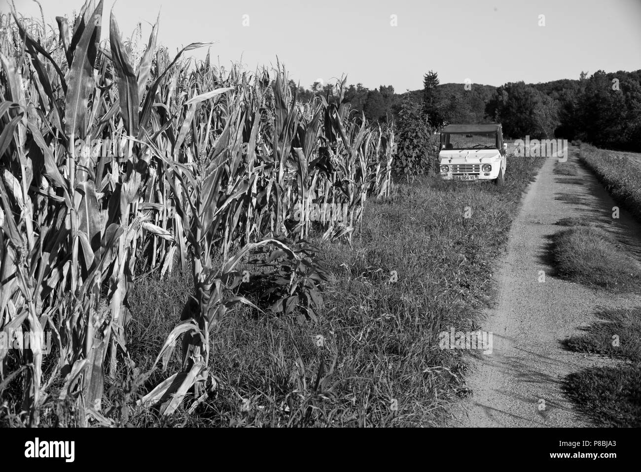 Citröen Méhari accanto a un campo completamente cresciuti mais in autunno nei pressi di Lexos, parte della comunità di Varen, Tarn et Garonne nel sud-ovest della Francia Foto Stock