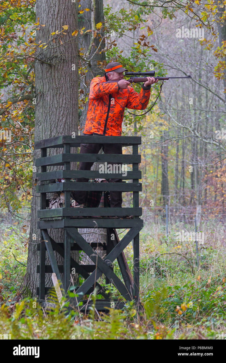 Big Game Hunter vestito in arancione in alto nascondi volti e la ripresa di cervi nel bosco durante la stagione di caccia in autunno Foto Stock
