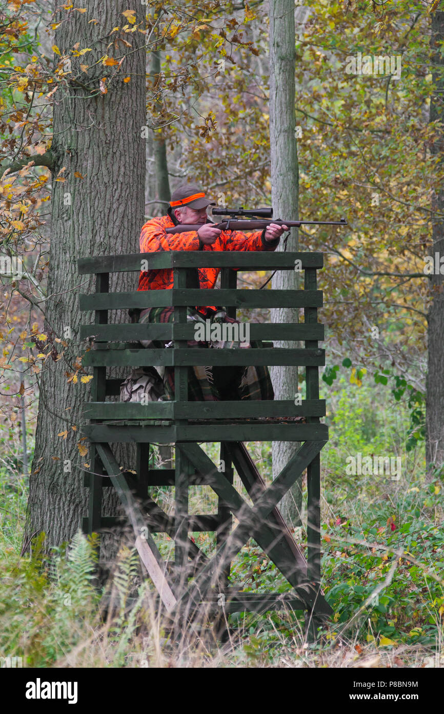 Big Game Hunter vestito in arancione in alto nascondi volti e la ripresa di cervi nel bosco durante la stagione di caccia in autunno Foto Stock