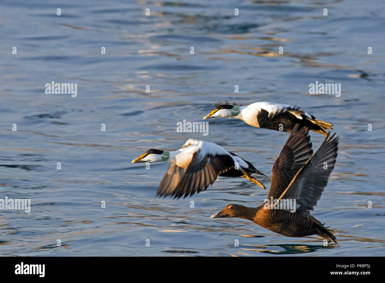 Eider comune (Somateria mollissima) gregge con maschi e femmine di decollare da acqua di mare Foto Stock