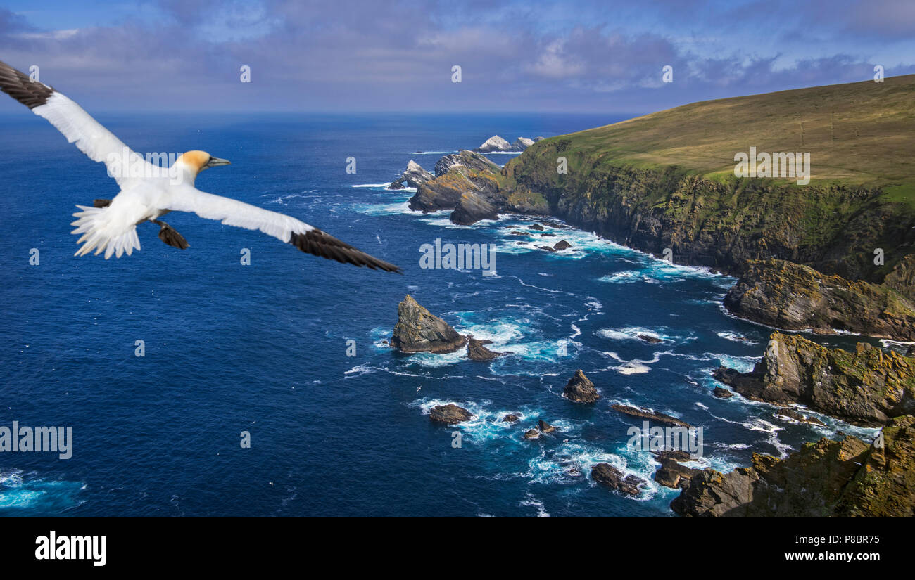 Soaring gannett e la sua spettacolare costa con scogliere sul mare e pile, home all allevamento di uccelli di mare a Hermaness, Unst, isole Shetland, Scotland, Regno Unito Foto Stock