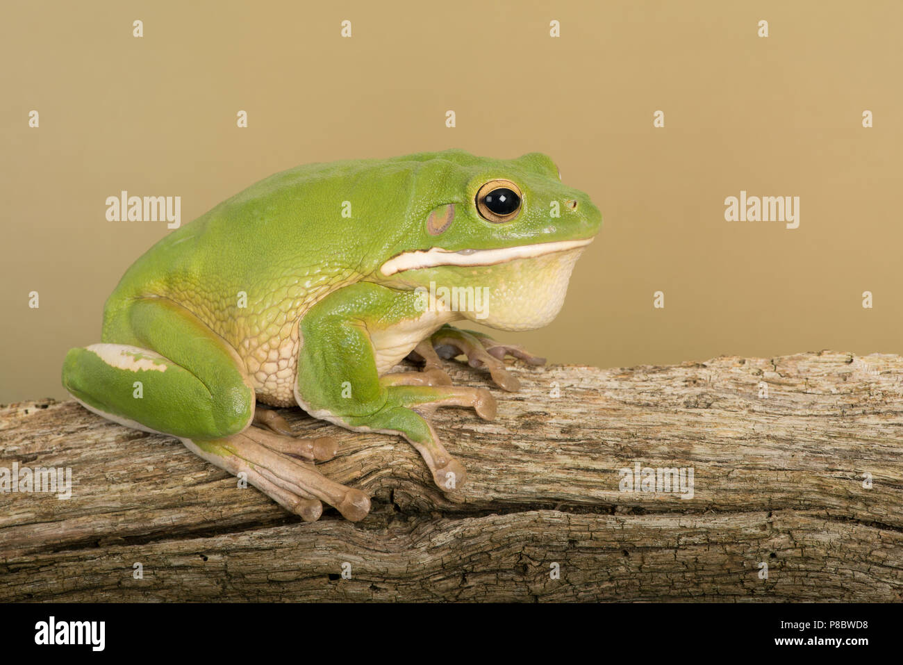 A labbro bianco Raganella (Litoria infrafrenata) Foto Stock