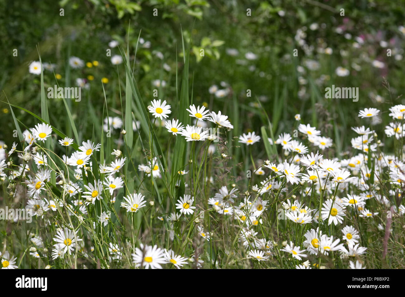 Leucanthemum vulgare. Oxeye margherite nel giardino. Foto Stock