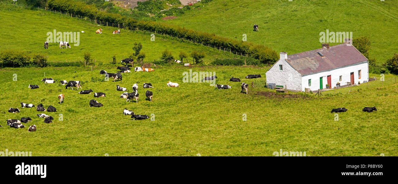 Regno Unito e Irlanda del Nord, Co Antrim, Islandmagee, Gobbins Road, bestiame al pascolo ai Burnside Cottage utilizzato come casa vacanze fin dai primi del novecento, panoramica Foto Stock