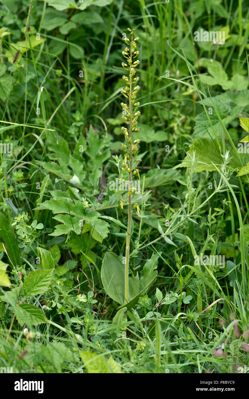 Twayblade comune, Neottia ovata, floweing spike mimetizzati fra altri verdi piante downland, Berkshire, Giugno Foto Stock
