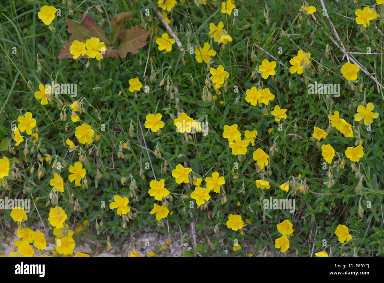 Comune di rock rose, Helianthemum nummularium, fiori di colore giallo fioritura su chalk downland suolo, Giugno Foto Stock