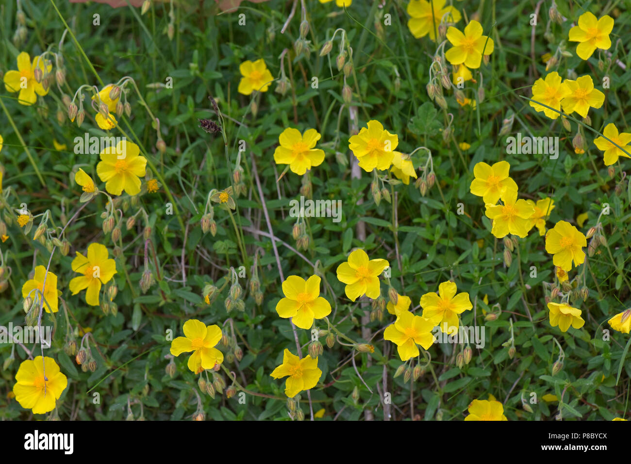 Comune di rock rose, Helianthemum nummularium, fiori di colore giallo fioritura su chalk downland suolo, Giugno Foto Stock