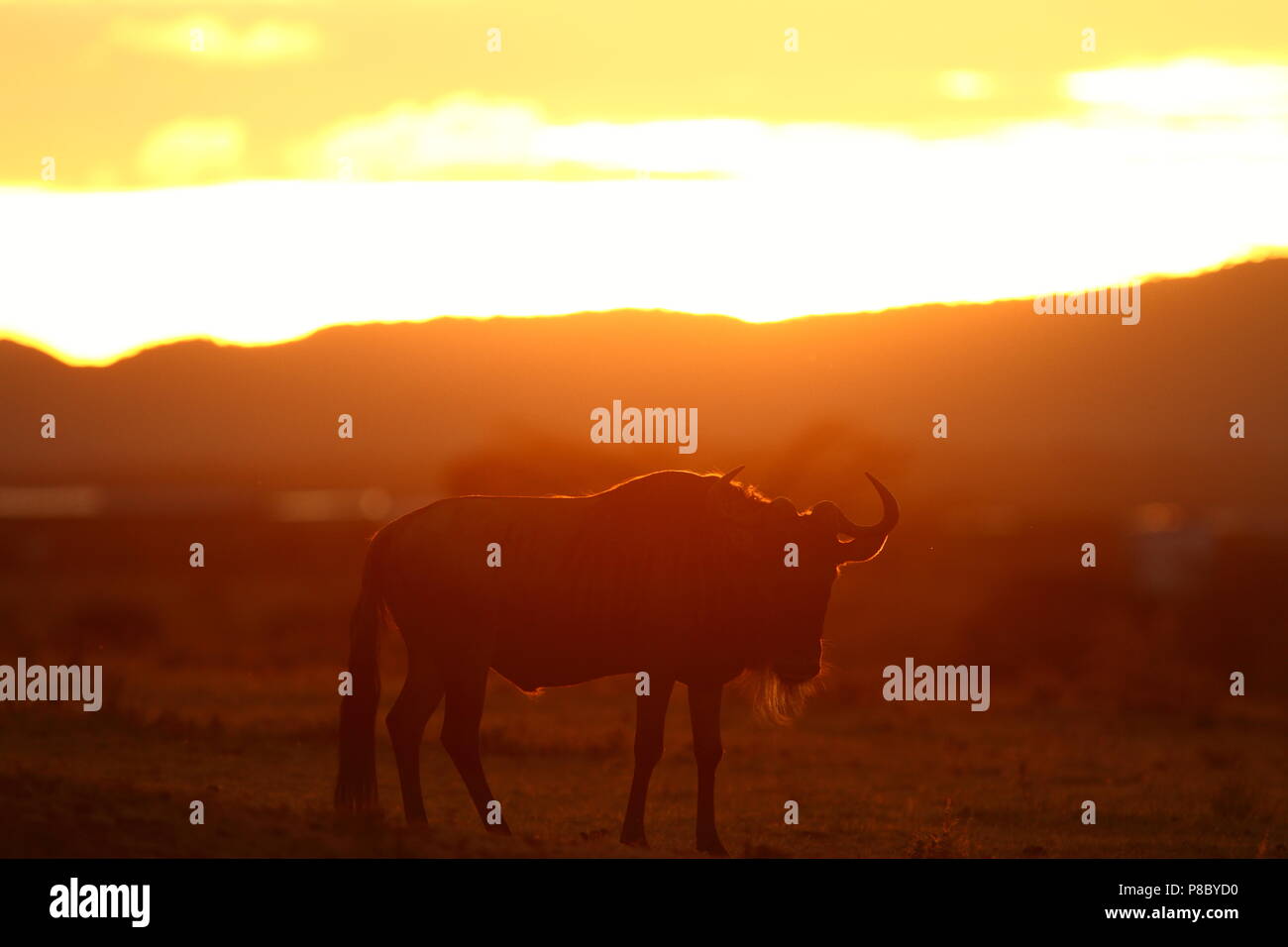 Tramonto africano gnu Foto Stock