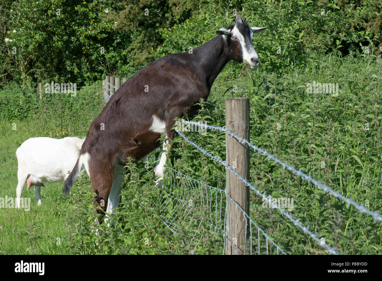Una croce di Toggenburg, in bianco e nero cercando di capra per nutrirsi di ortiche e altre piante in un campo adiacente, Berkshire, Giugno Foto Stock