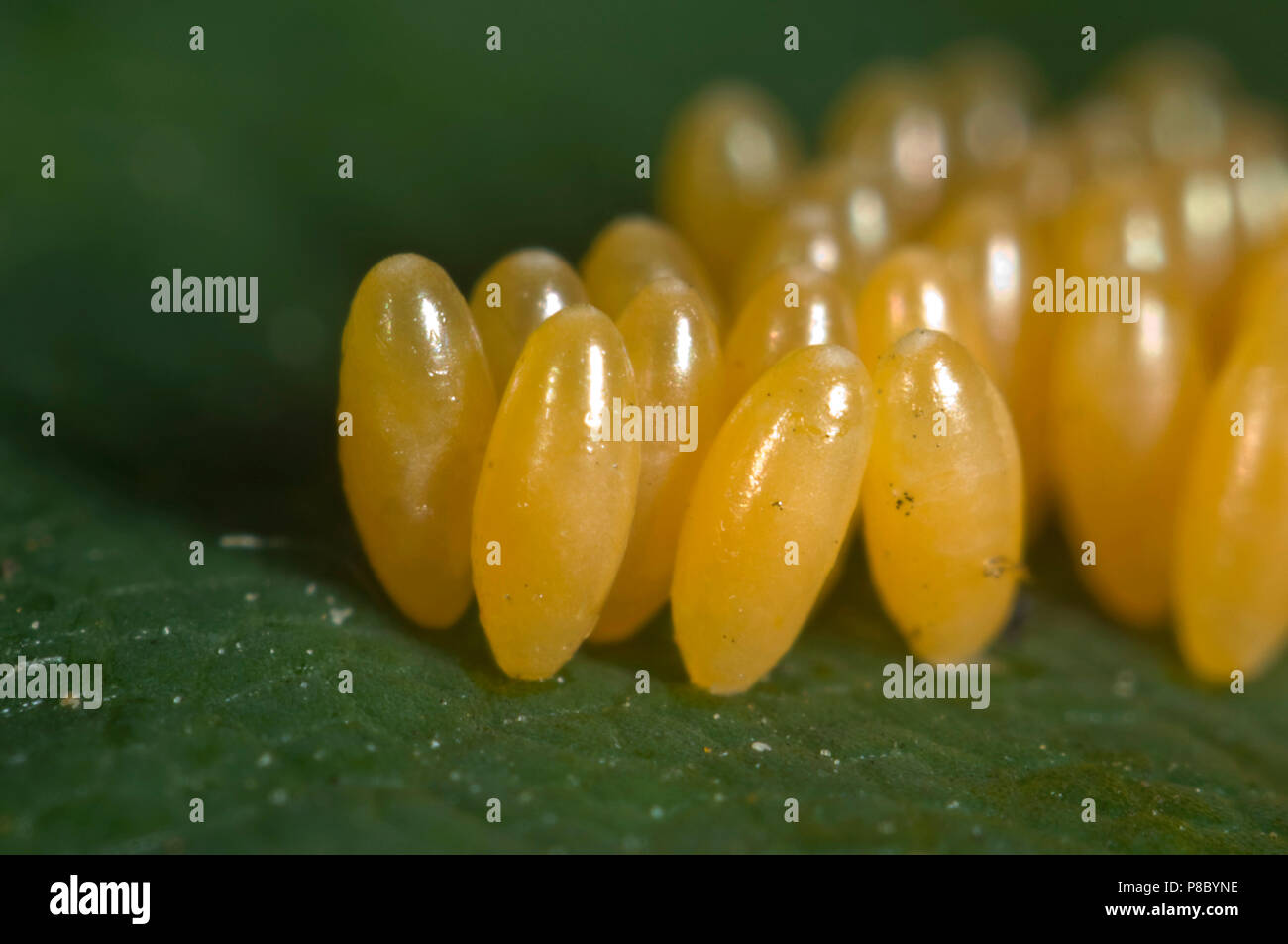 Uova di arlecchino coccinella, Harmonia axyridis, su una foglia di fragola Foto Stock