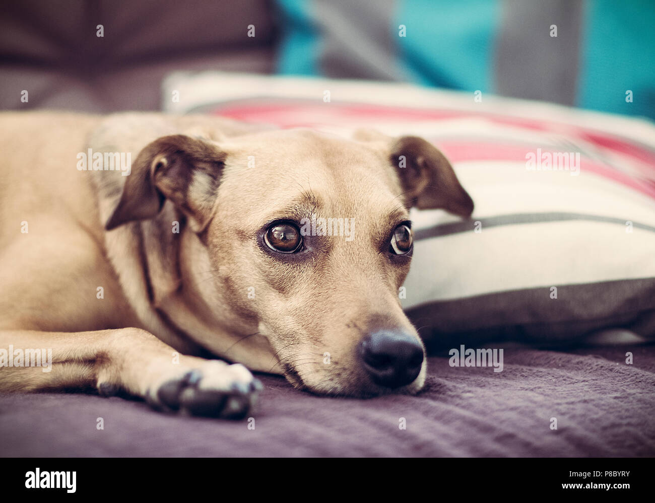 Occhi Foto Stock