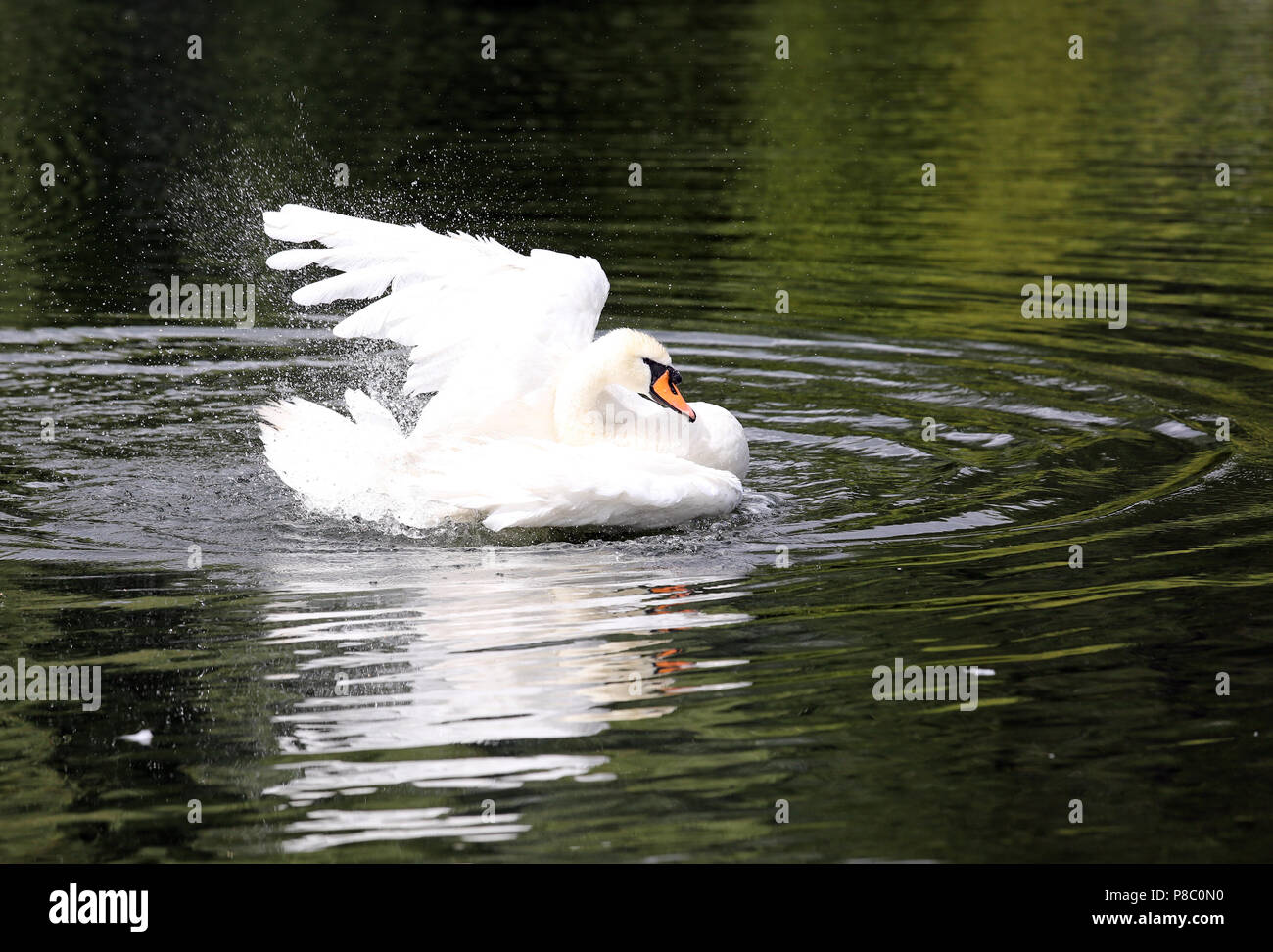 Berlino, Germania, Hoeckerschwan battendo in acqua con le ali Foto Stock