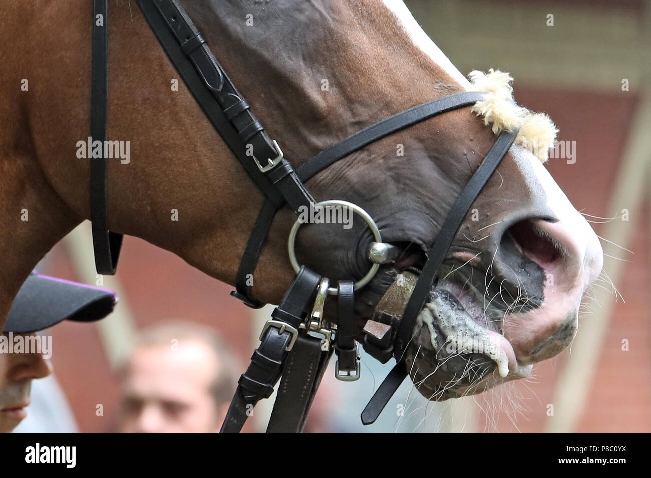 Dresda, dettaglio cavallo con linguetta codato e fascetta di bloccaggio Foto Stock