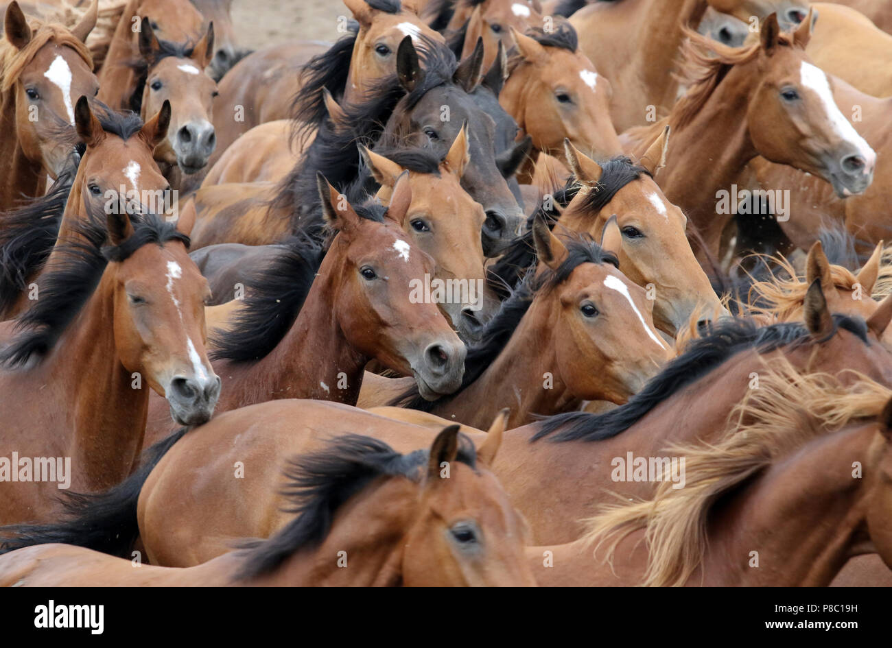 Ganschow chiodati, allevamento di cavalli al galoppo Foto Stock