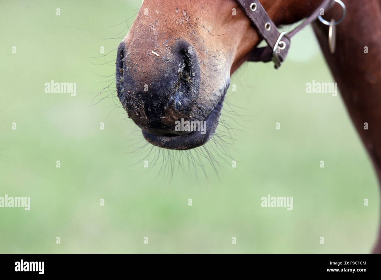 Falkensee e di dettaglio, scarico nasale in un puledro Foto Stock